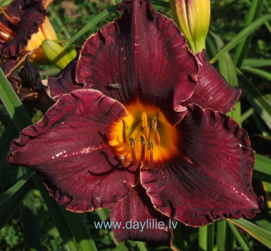 Kristiāna (V.Baņģieris 2015)