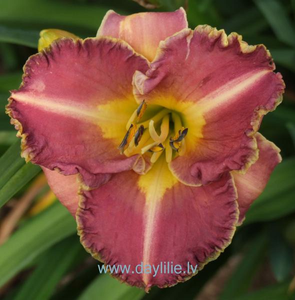 Kuģu ceļš (V.Baņģieris 2009)