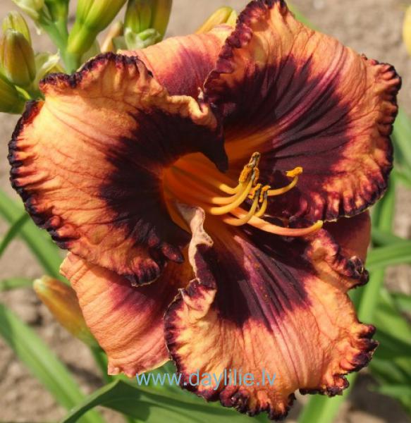 Kuršu ķoniņš (V.Bangieris 2012)