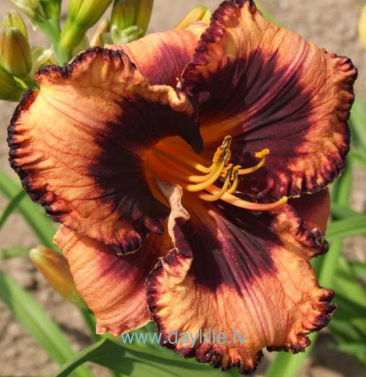 Kuršu ķoniņš (V.Bangieris 2012)