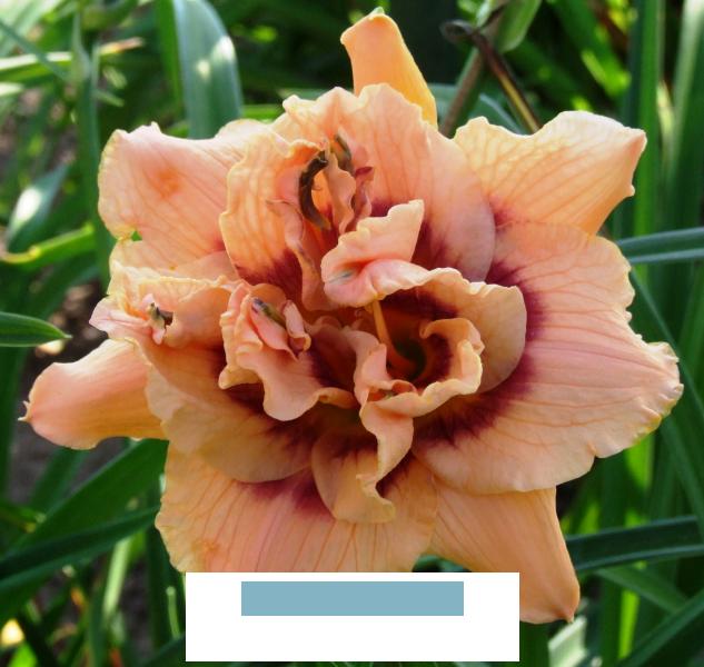 Kurzemes Rokoko (V.Baņģieris 2019)