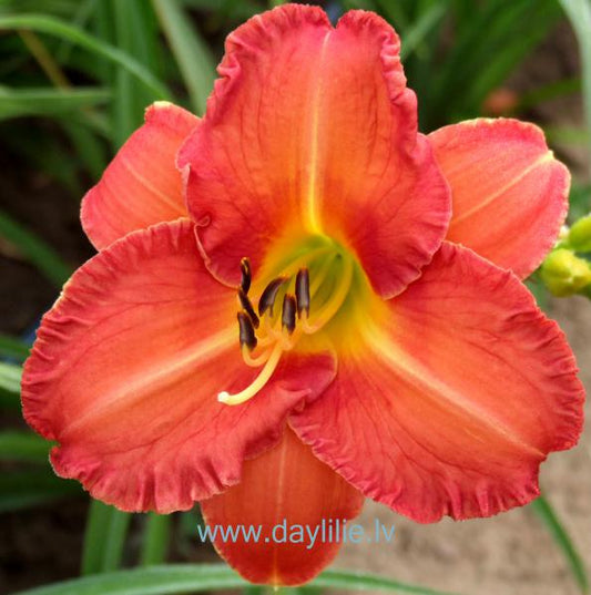 Lašmaizīte (V. Baņģieris 2005)