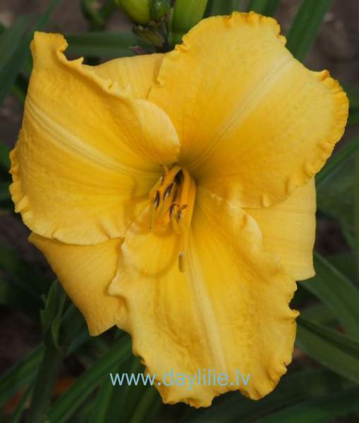 Lauma (V.Baņģieris 2012)