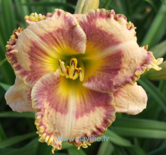 Laura (V.Bangieris 2011)