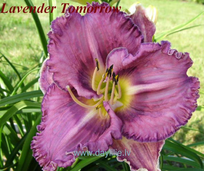 Lavender Tomorrow (P.Stamile 2005)