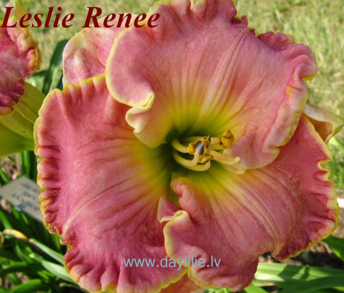 Leslie Renee (P.Stamile 2005)