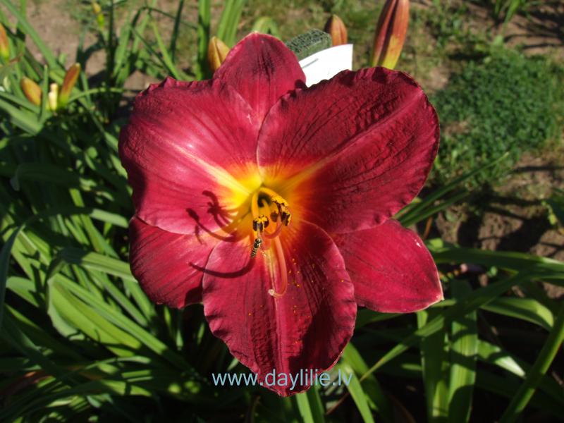 Lidija (V. Baņģieris 2012)