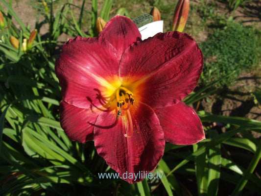 Lidija (V. Baņģieris 2012)