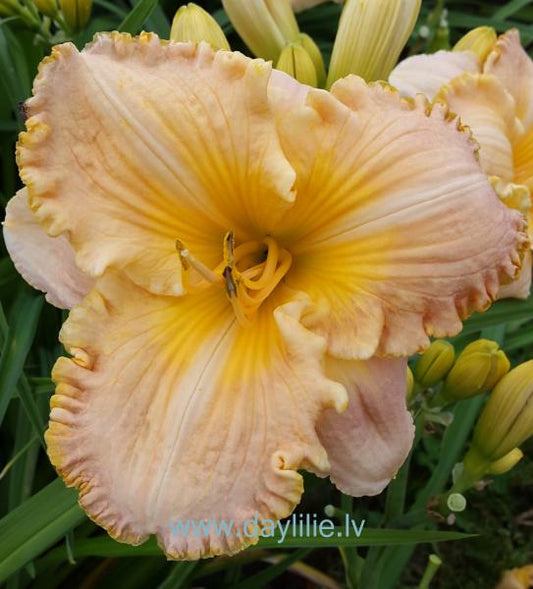 Liedags (V.Baņģieris 2013)