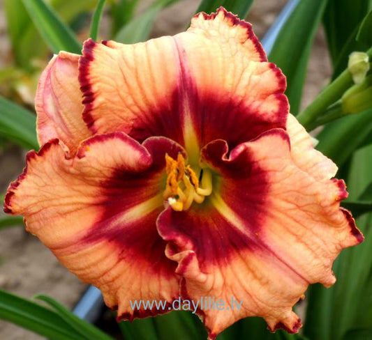 Lies & Lipstick (J.Kinnebrew 2003)