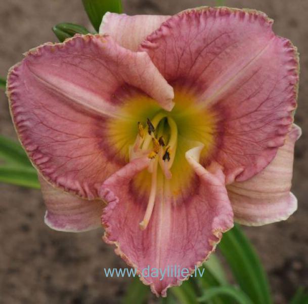 Lolita (V.Bangieris 2012)