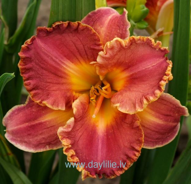 Loreta (V.Baņģieris 2008)