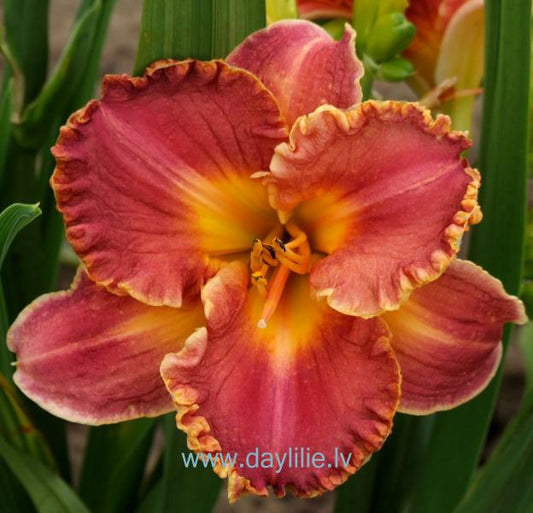 Loreta (V.Baņģieris 2008)