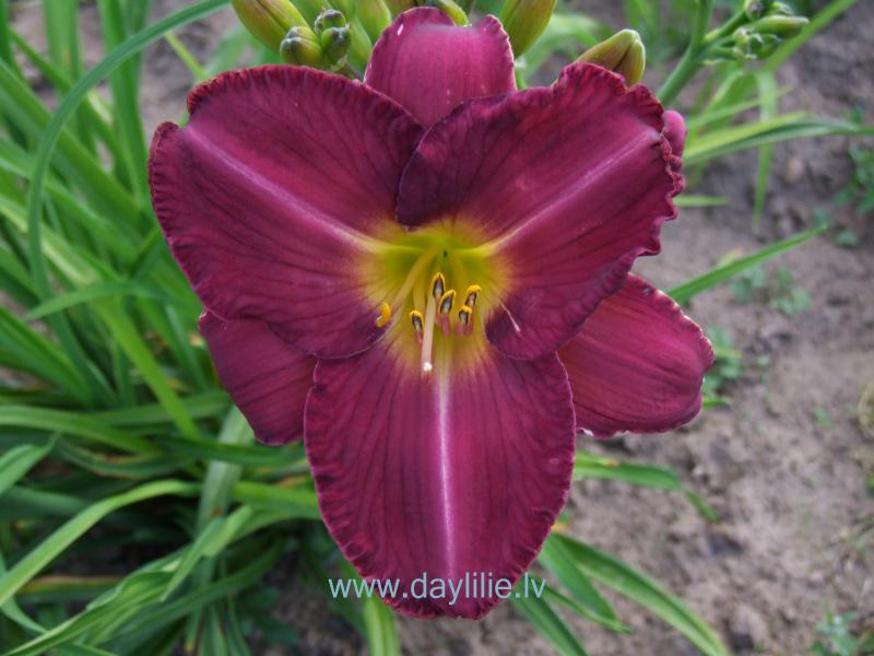 Luīze (V. Baņģieris 2013)