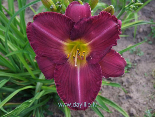 Luīze (V. Baņģieris 2013)