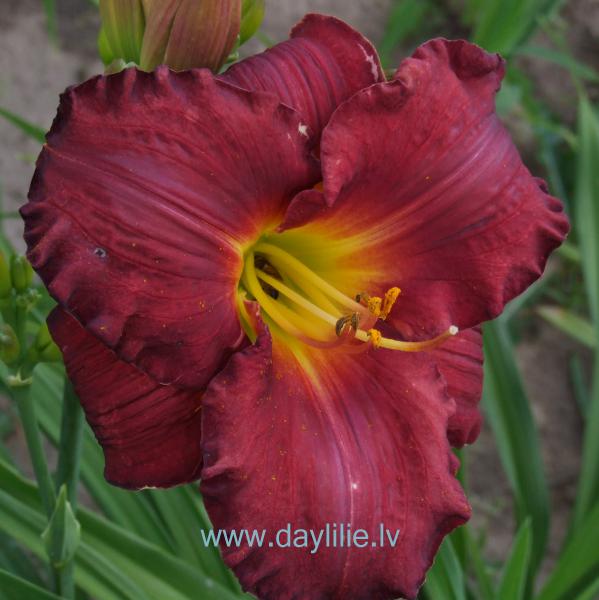 Madeira (V.Baņģieris 2013)