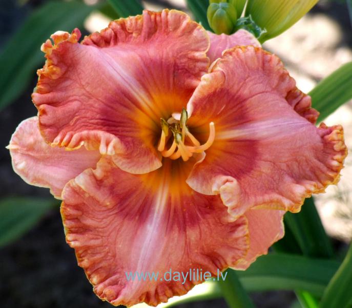 Madeline Macartney (J.Kinnebrew 2004)