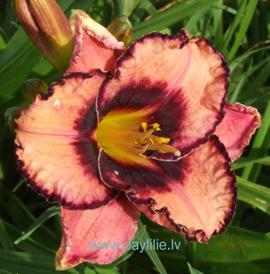 Maestro (V.Baņģieris 2013)