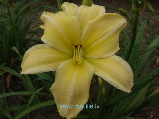 Maija (V. Baņģieris 2013)