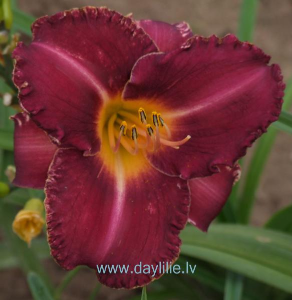 Malduguns (V.Baņģieris 2008)