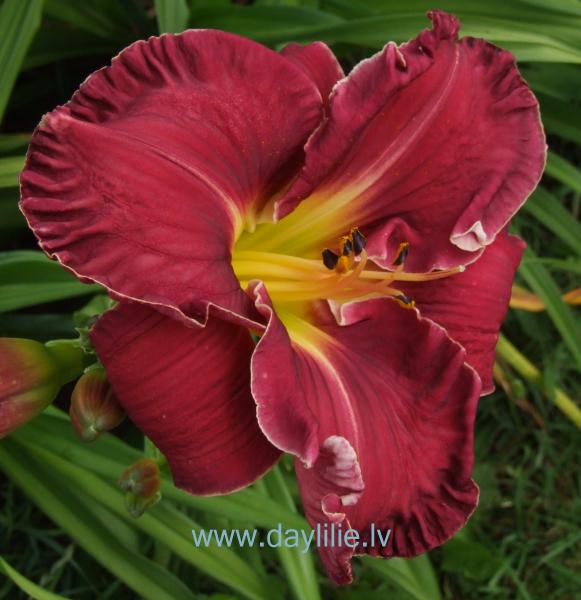 Manhetena (V.Baņģieris 2013)