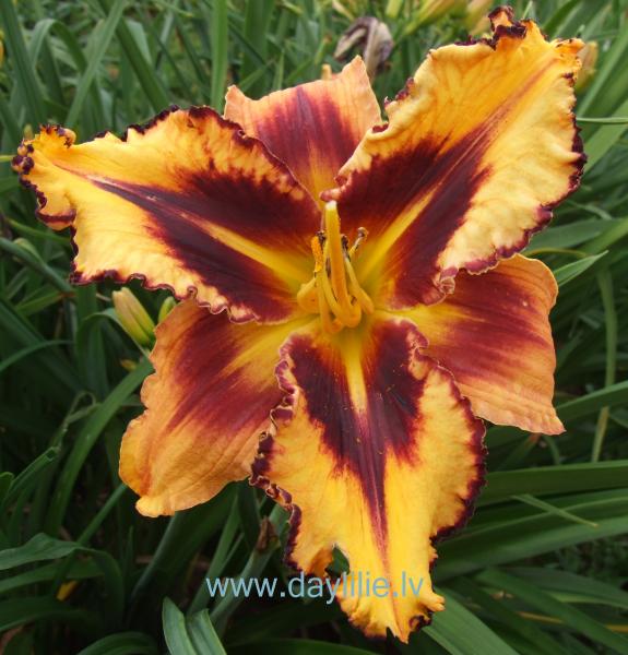 Marija (V.Baņģieris 2014)