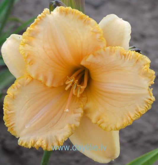 Mazais Nikucis (V.Bangieris 2009)