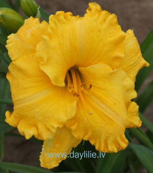 Medus lāse ( V.Baņģieris 2012)