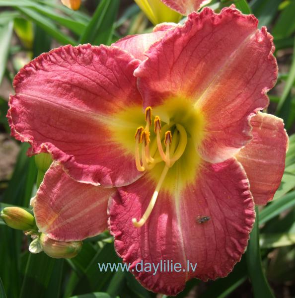 Meitenes sapnis (V.Bangieris 2011)