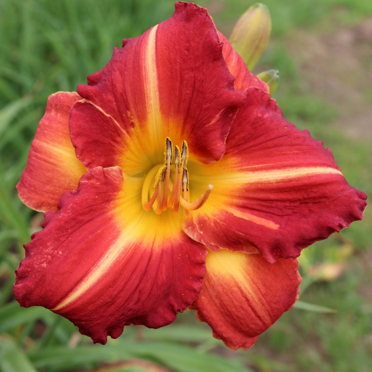 Rasma (V.Baņģieris 2010)