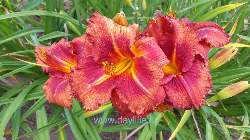 Milēdija (V.Baņģieris 2014)