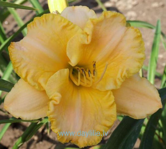 Mirdza (V.Bangieris 2012)