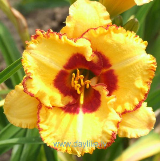 Mollija (V.Baņģieris 2012)