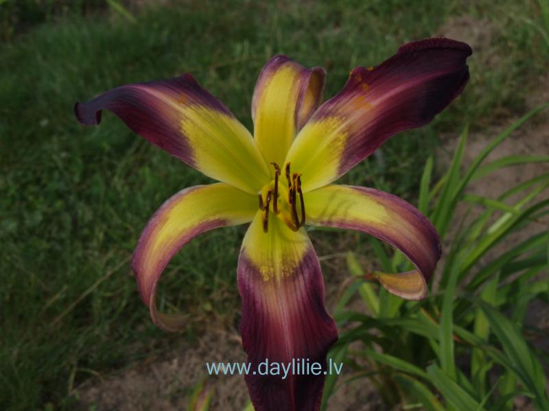 Moriarty V.Baņģieris (2013)