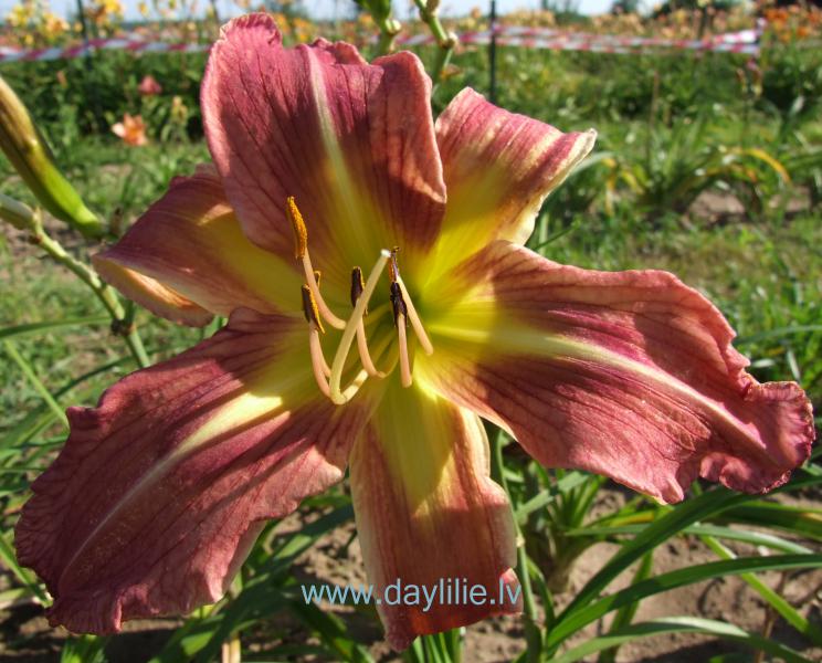 Movie star (V.Baņģieris 2014)