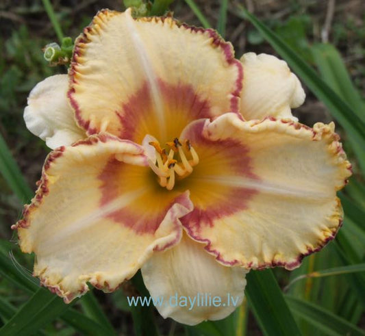 Mozaīka (V.Baņģieris 2013)