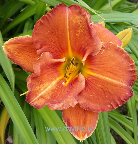 Mundra (V. Baņģieris 2007)