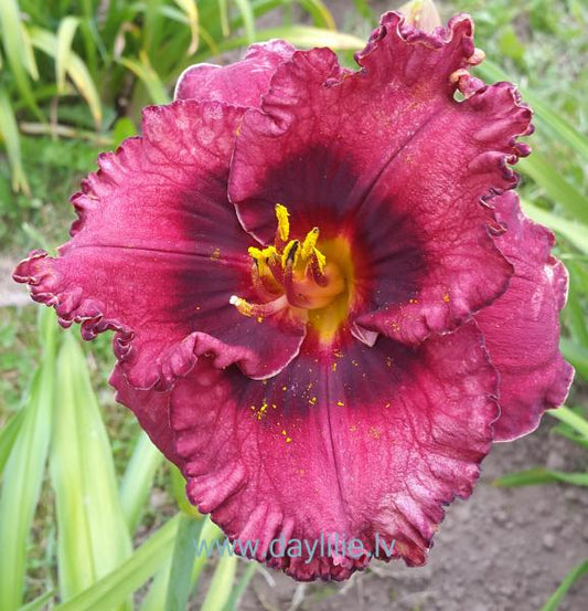 Mūsmājas (V.Baņģieris 2014)