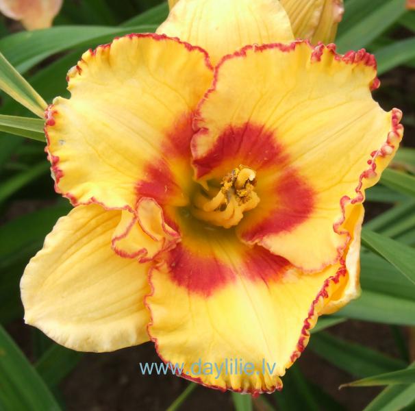 Mūza (V.Baņģieris 2013)