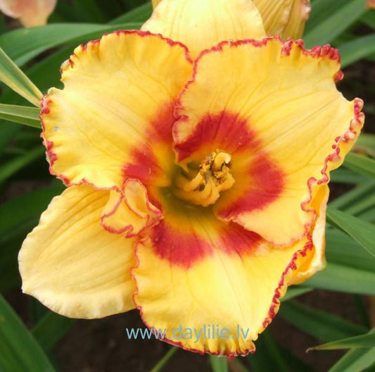 Mūza (V.Baņģieris 2013)