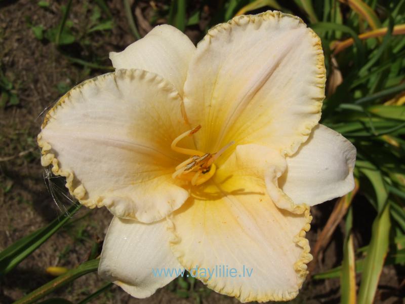 Annija (V.Baņģieris 2014)