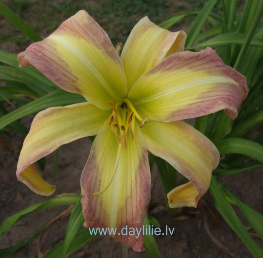 My star (V.Baņģieris 2014)