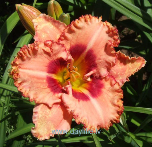 Napoleons (V.Baņģieris 2013)