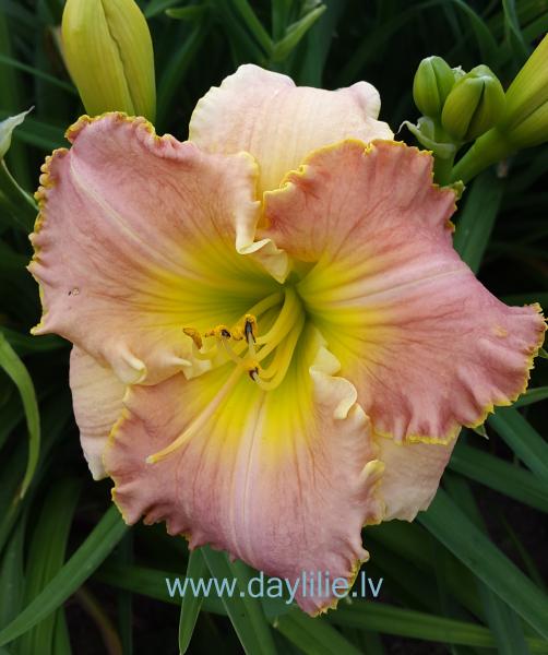 Nurme (V.Baņģieris 2014)