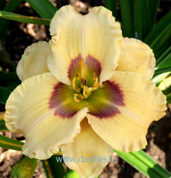 Oceans Elleven (T.Petit 2006)