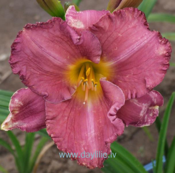 Olita (V.Baņģieris 2014)