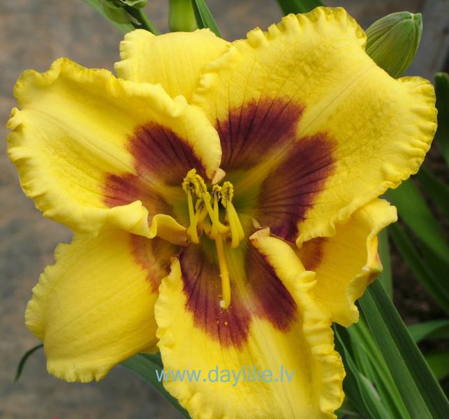 Optical Art (P.Stamile 2005)