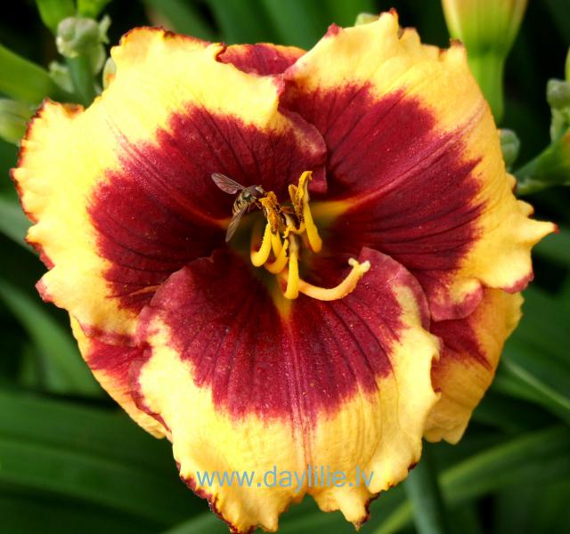 Aragon (P.Stamile 2005)