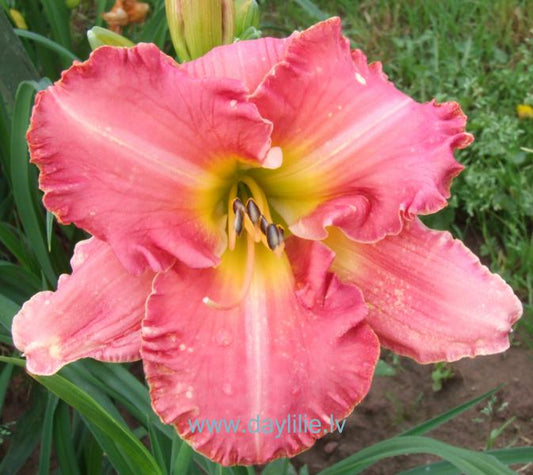 Paija (V.Baņģieris 2013)