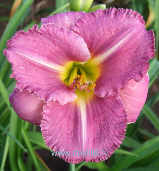 Pēc balles (V.Baņģieris 2011)